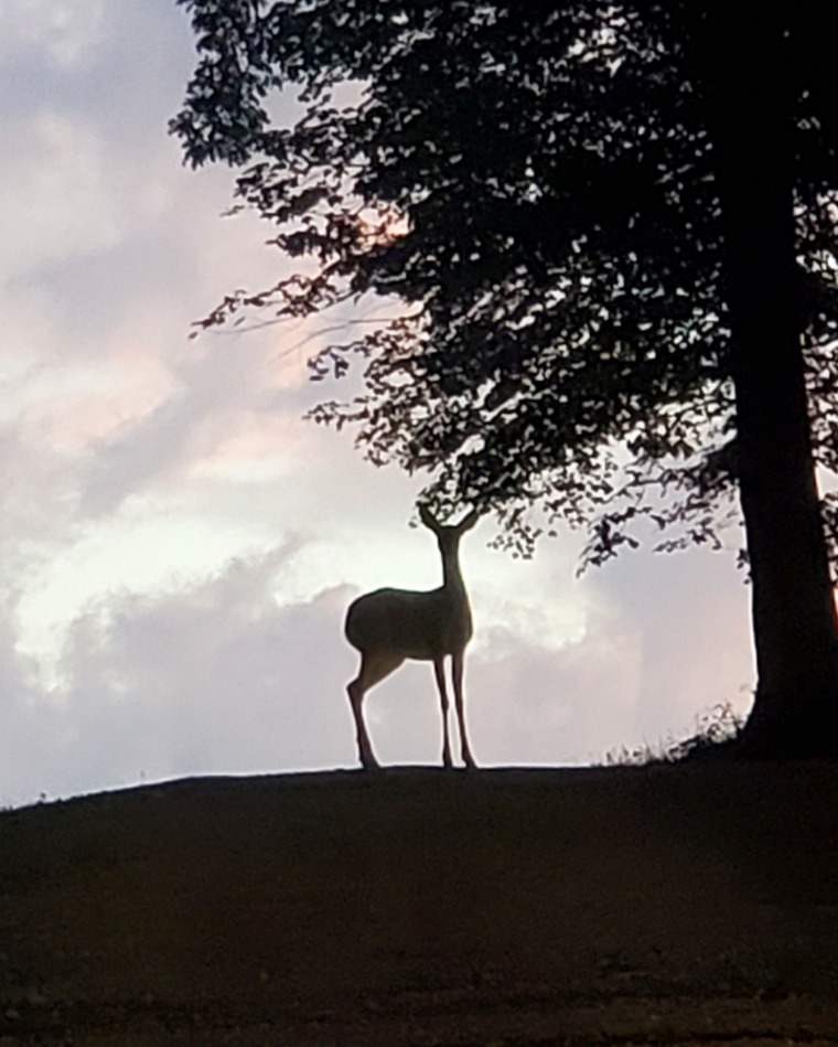 Sweetfeet banner image