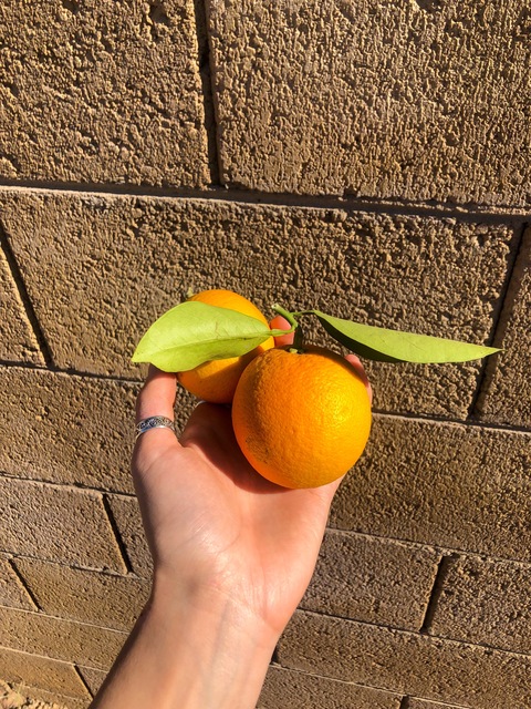 Ginger cover image
