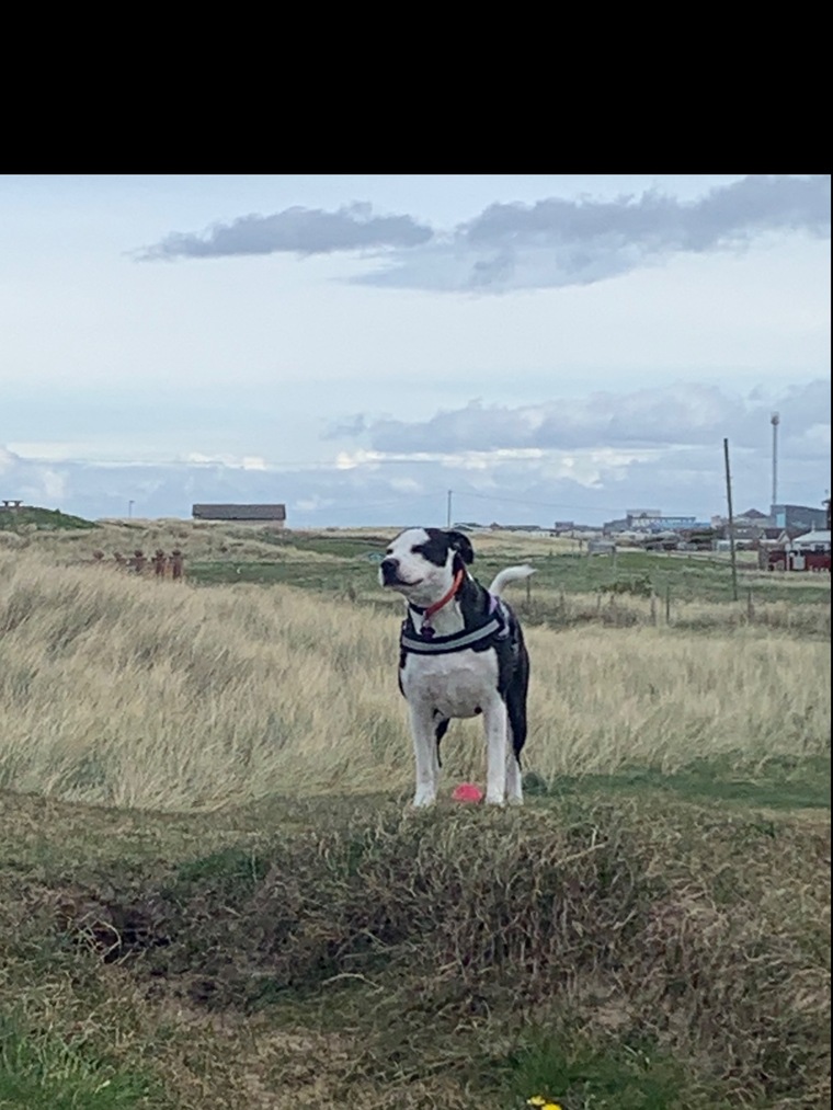 Dave cover image