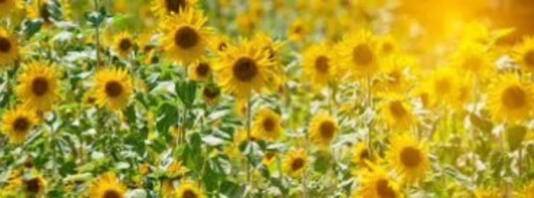 Fun&ASMR_Cleo banner image