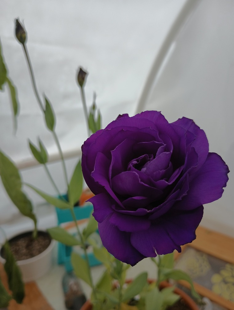 Emma cover image
