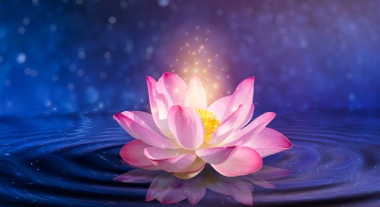 Miss Lotusflower banner image