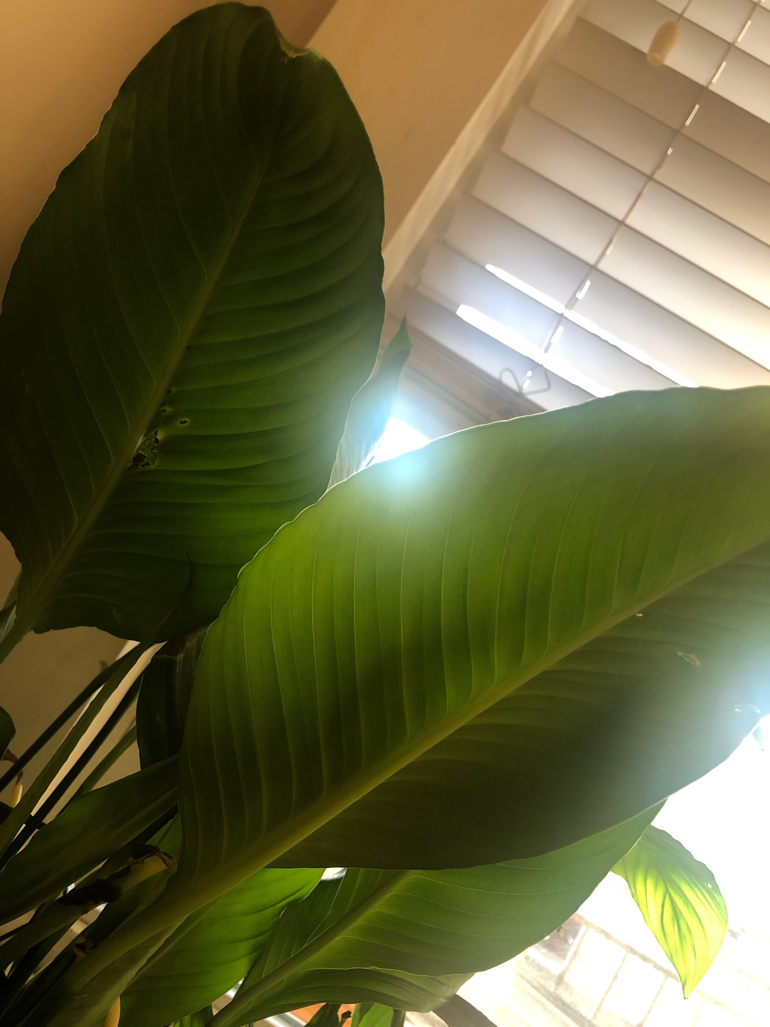Tweetyy banner image