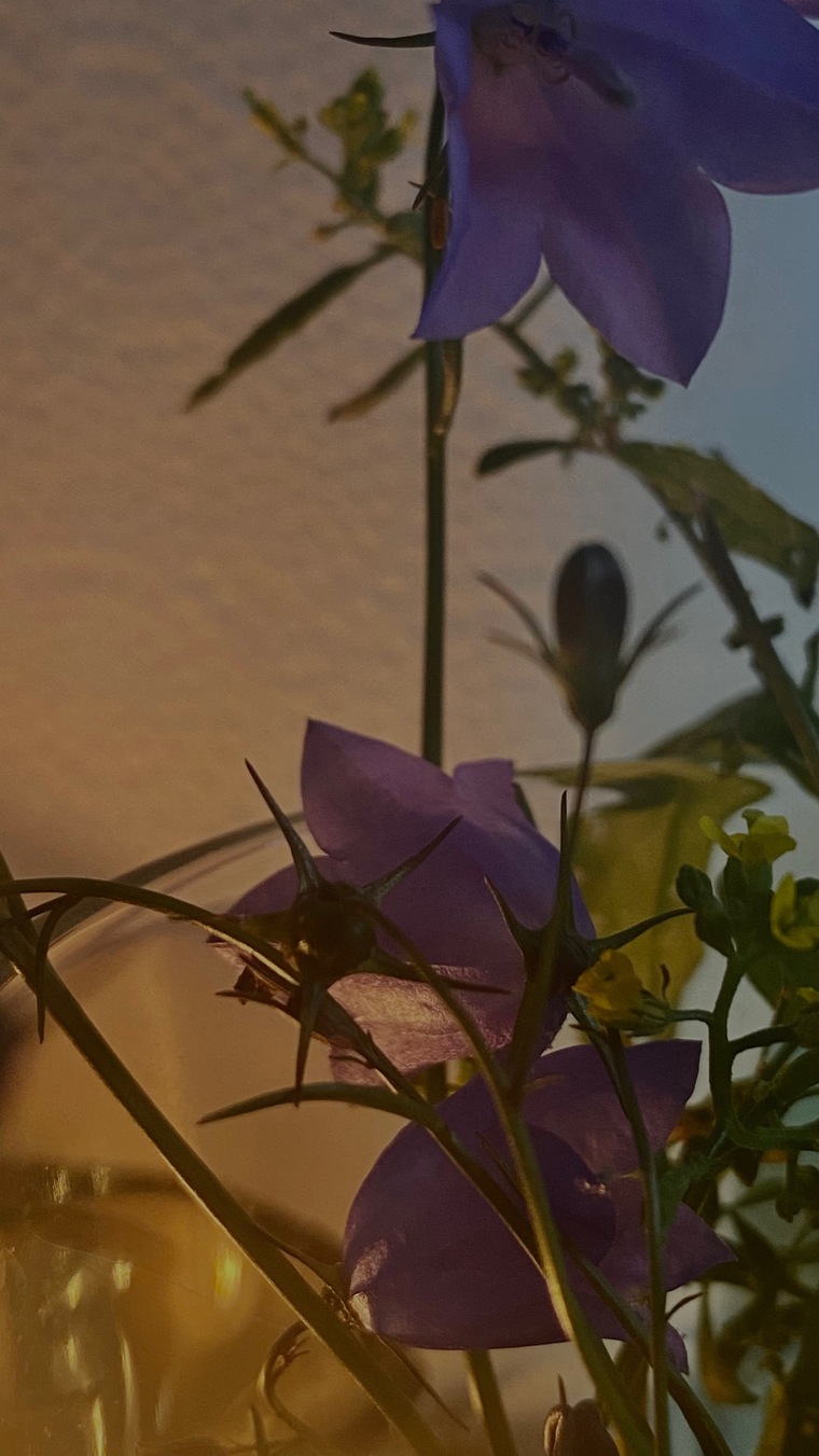 Jane Maria banner image