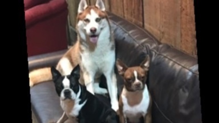 WorksOutWithDogs banner image