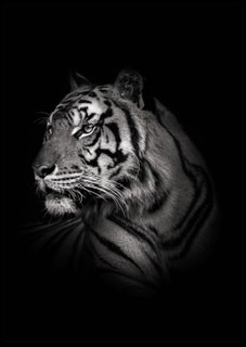 u23124655 avatar