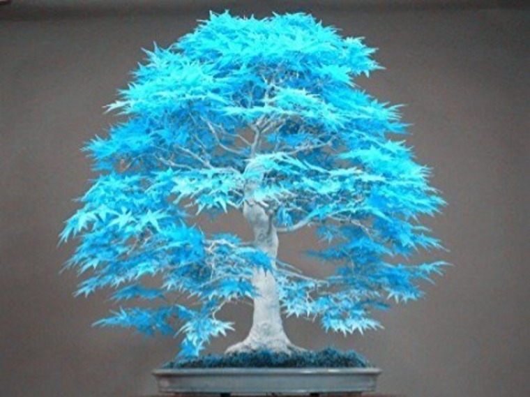 Bonsai&Booty cover image