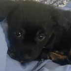 Diary of a Peppy Pup avatar