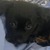 Diary of a Peppy Pup avatar