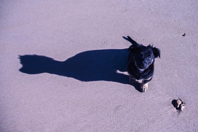 Diary of a Peppy Pup cover image