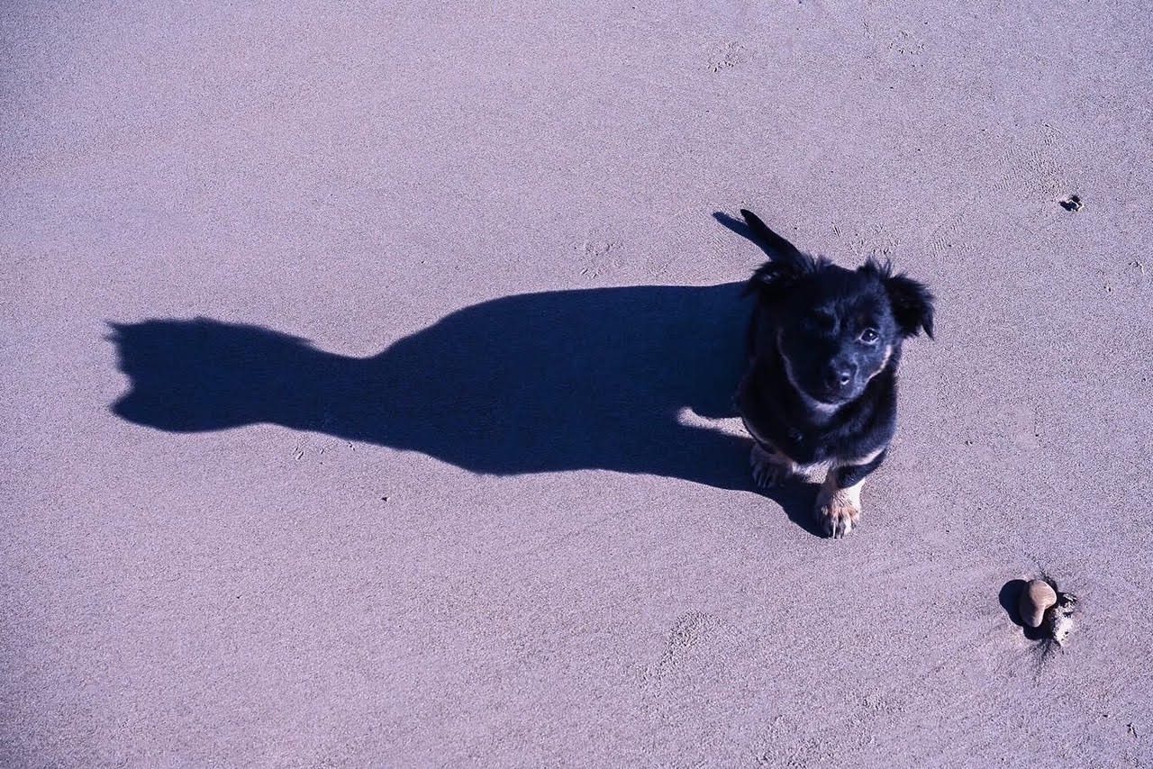 Diary of a Peppy Pup banner image