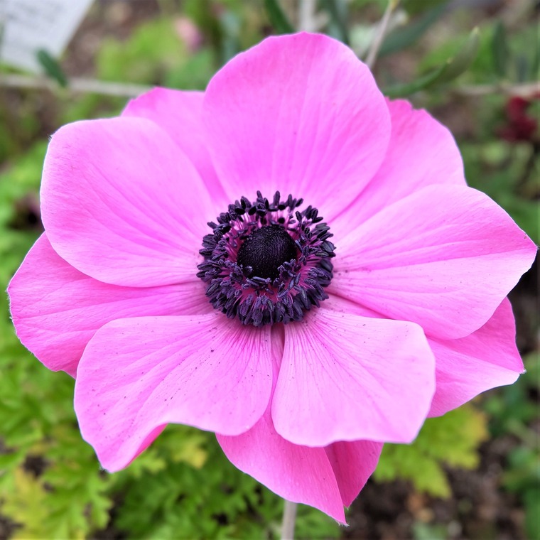 Anemone banner image