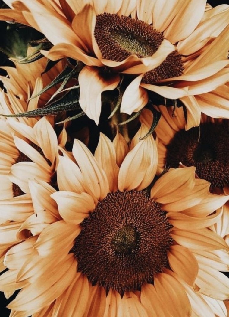Sunflower cover image