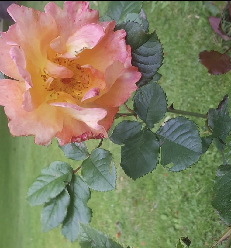 Unknown cover image
