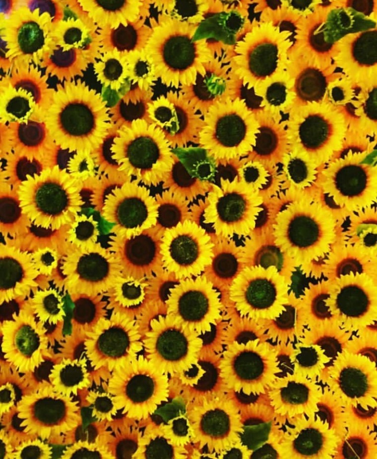The Risos banner image