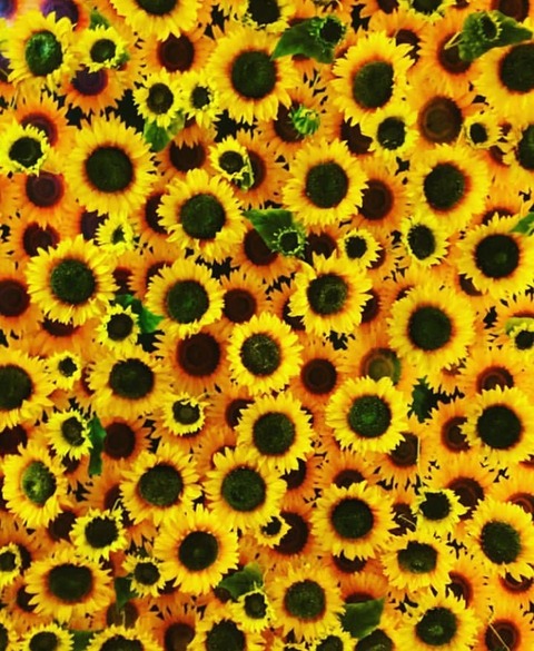 The Risos cover image
