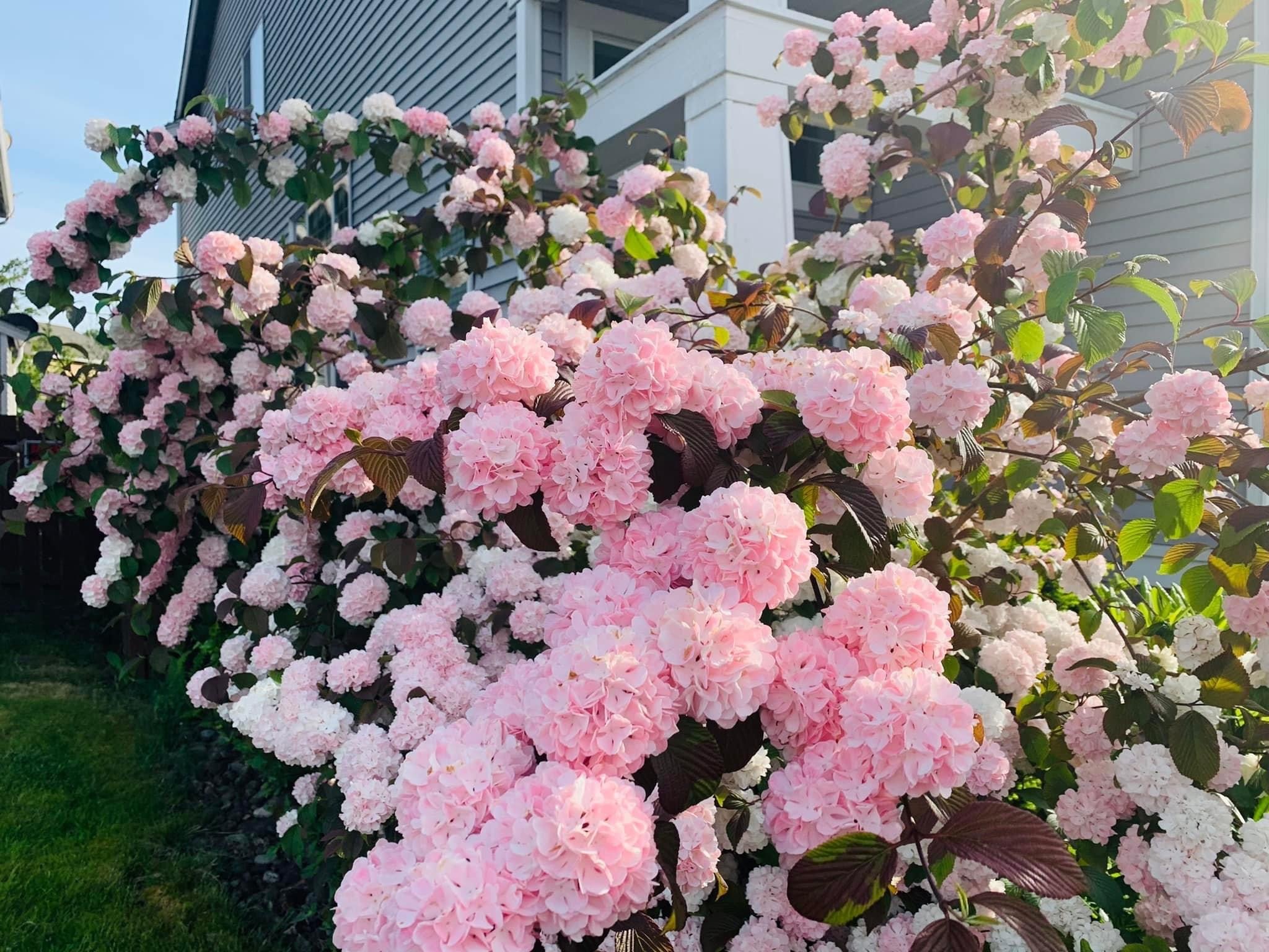 Flowergurl22 banner image