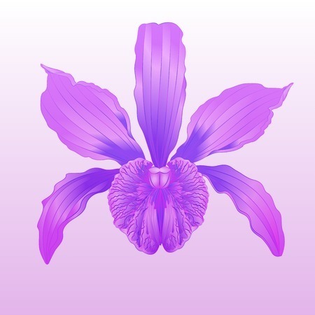 Cattleya🌸 banner image