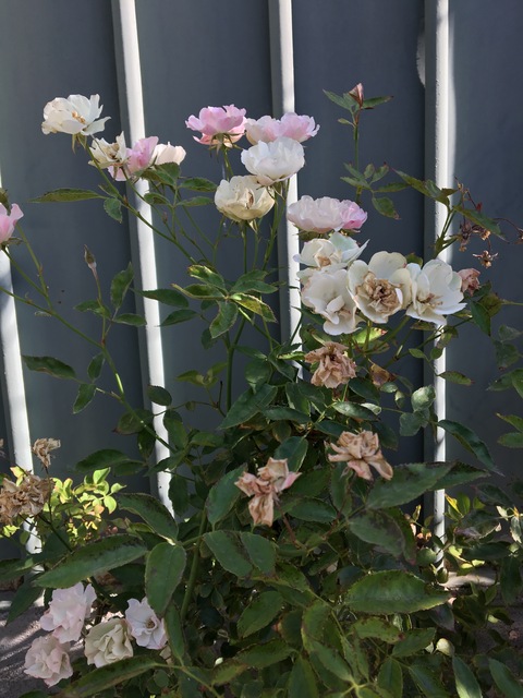 Manrose Ross cover image