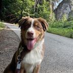 Bueno - australian shepherd red tri avatar