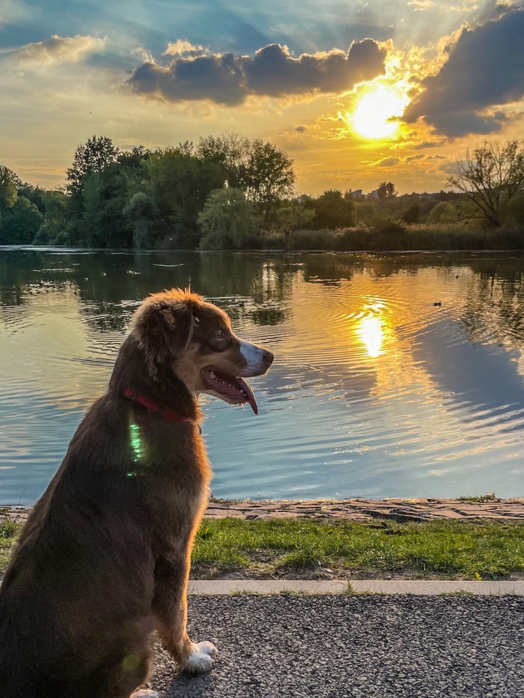 Bueno - australian shepherd red tri cover image