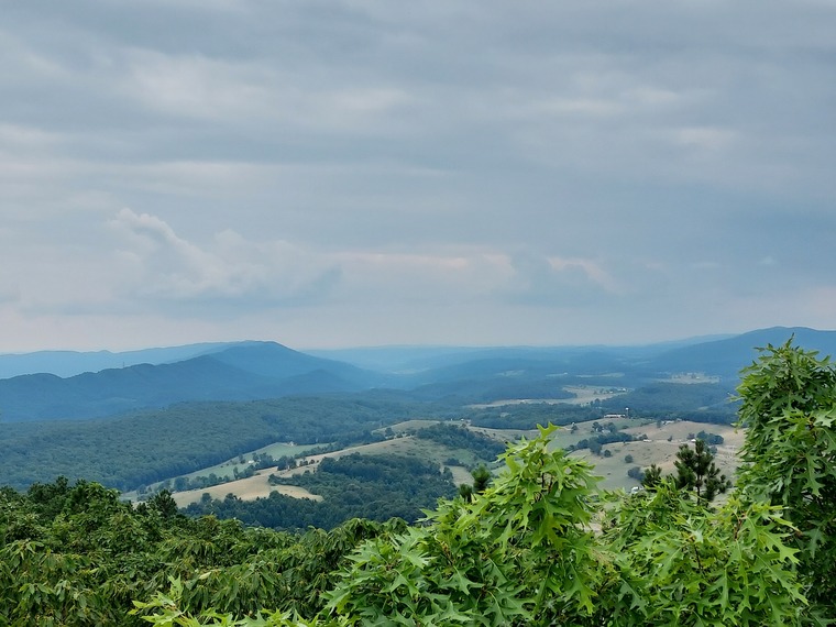 treemama banner image