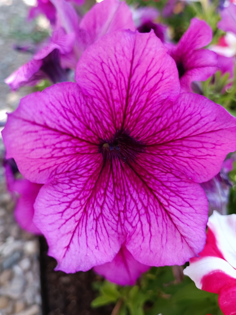 SweetKates banner image