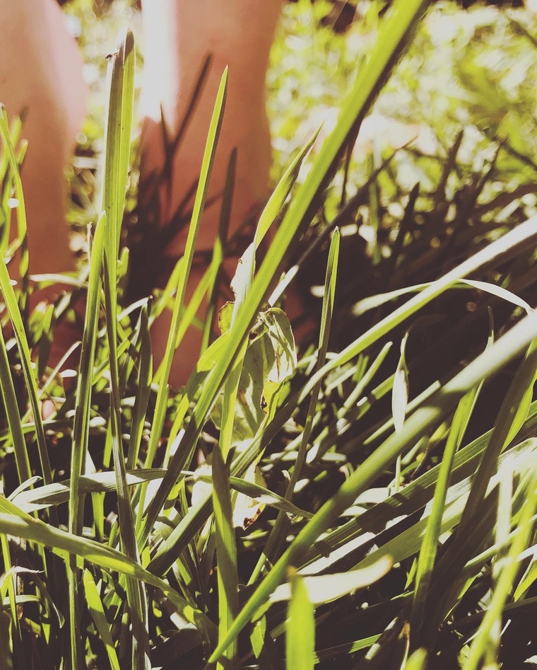 Featiaforya cover image