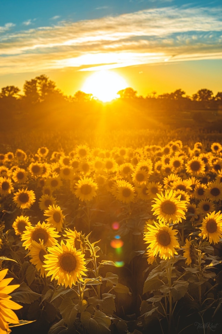 Raye Sunshine cover image