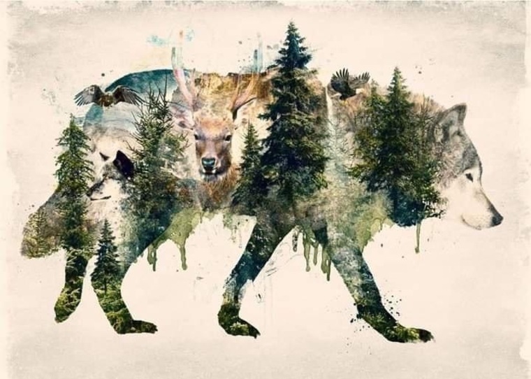 MrWilderness banner image