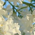 flowerchild9991 avatar