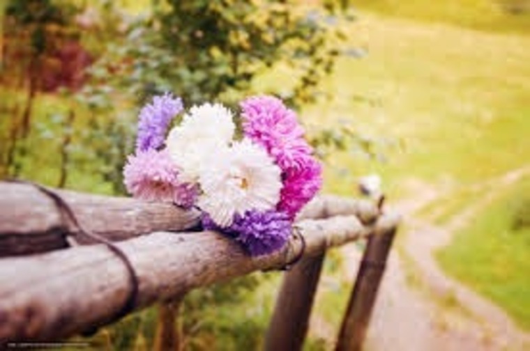 Rosa cover image