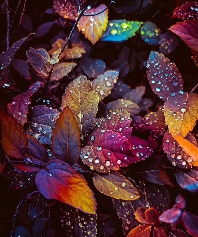 Haley banner image