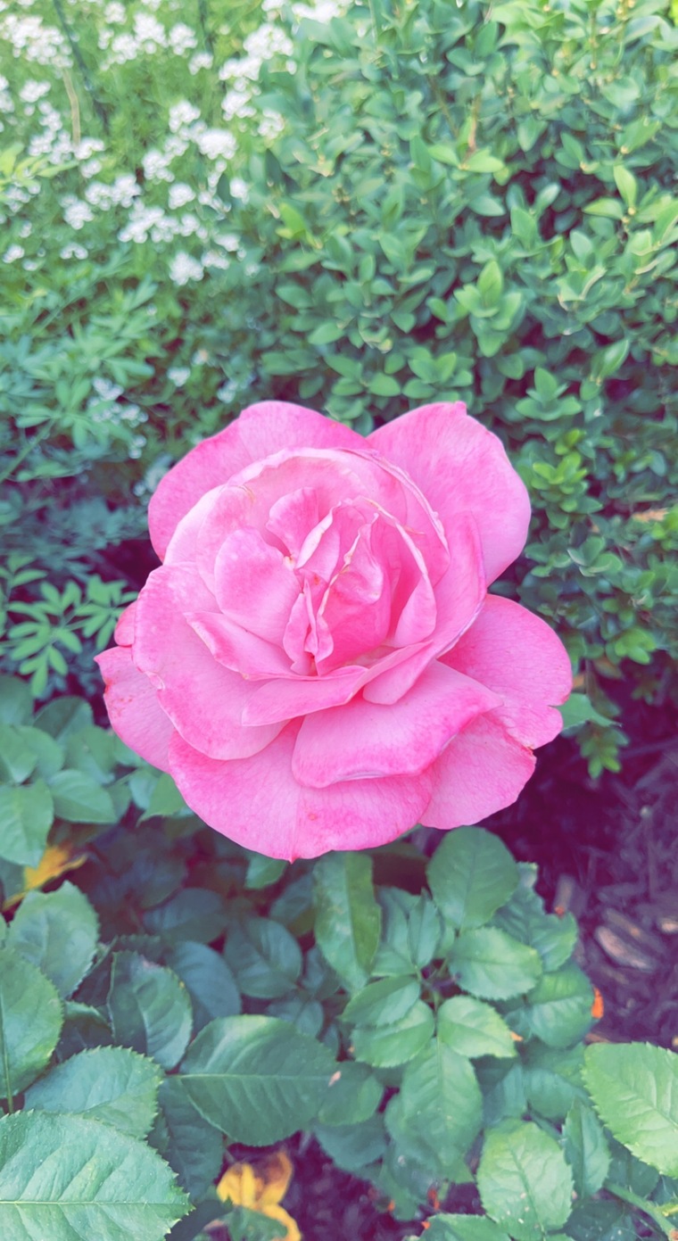 Anastasia 💕🌸😉 cover image