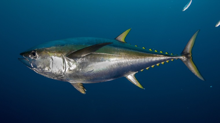 Tunatoes69 banner image