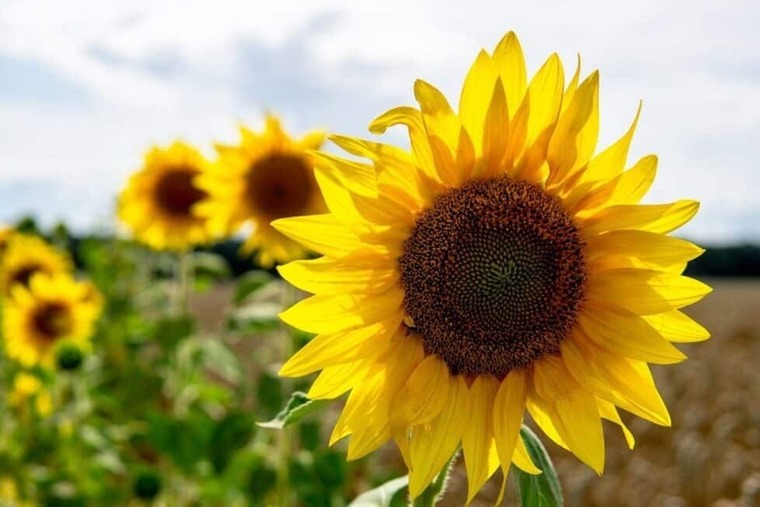 Blanquita banner image