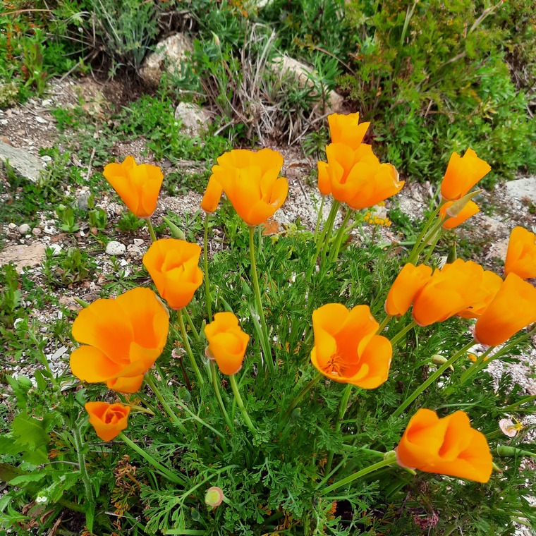 Soledad Roman cover image