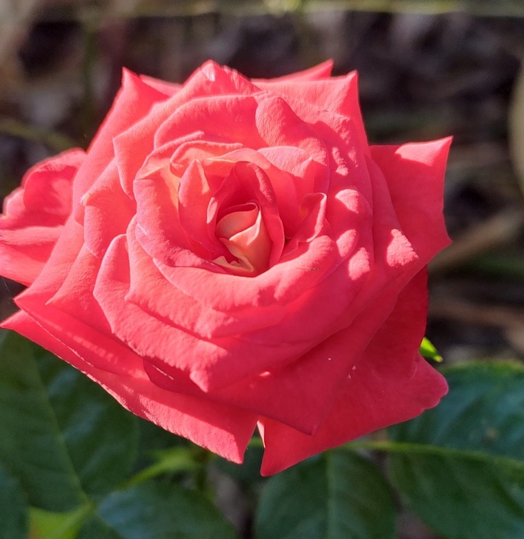 Erkav nature banner image