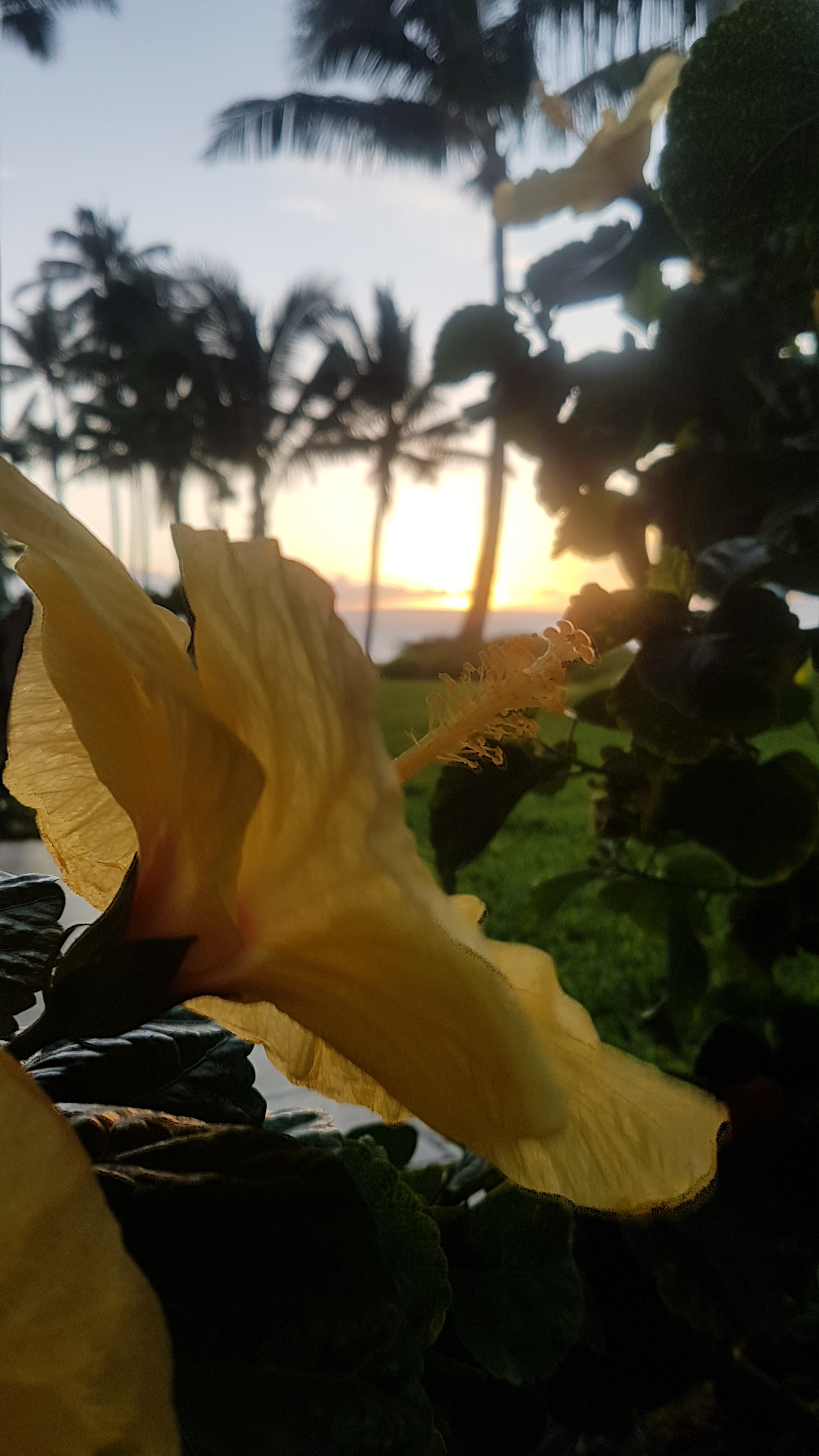Chocolatesweed banner image