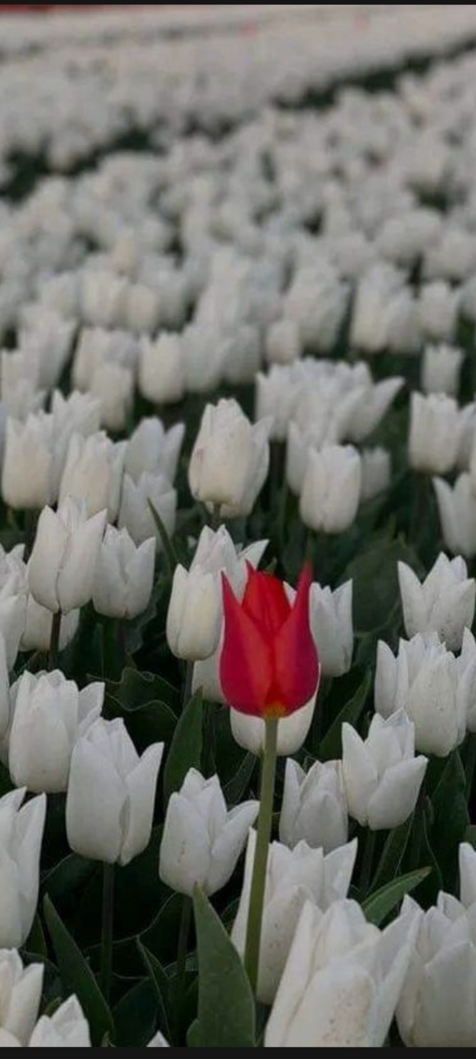 Bella22 banner image