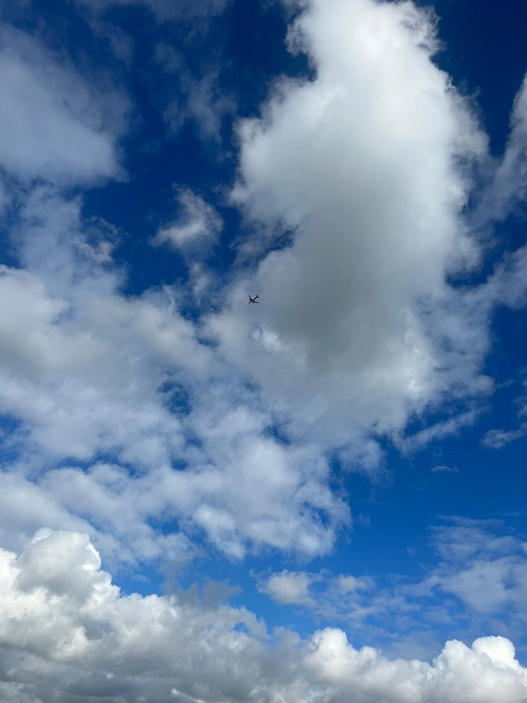 Blue Bird cover image