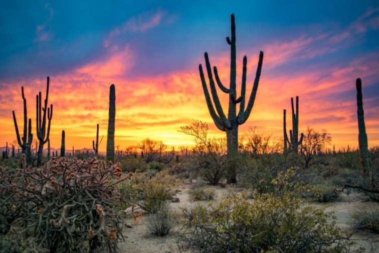 420DesertGirl banner image