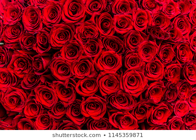 Rosey banner image