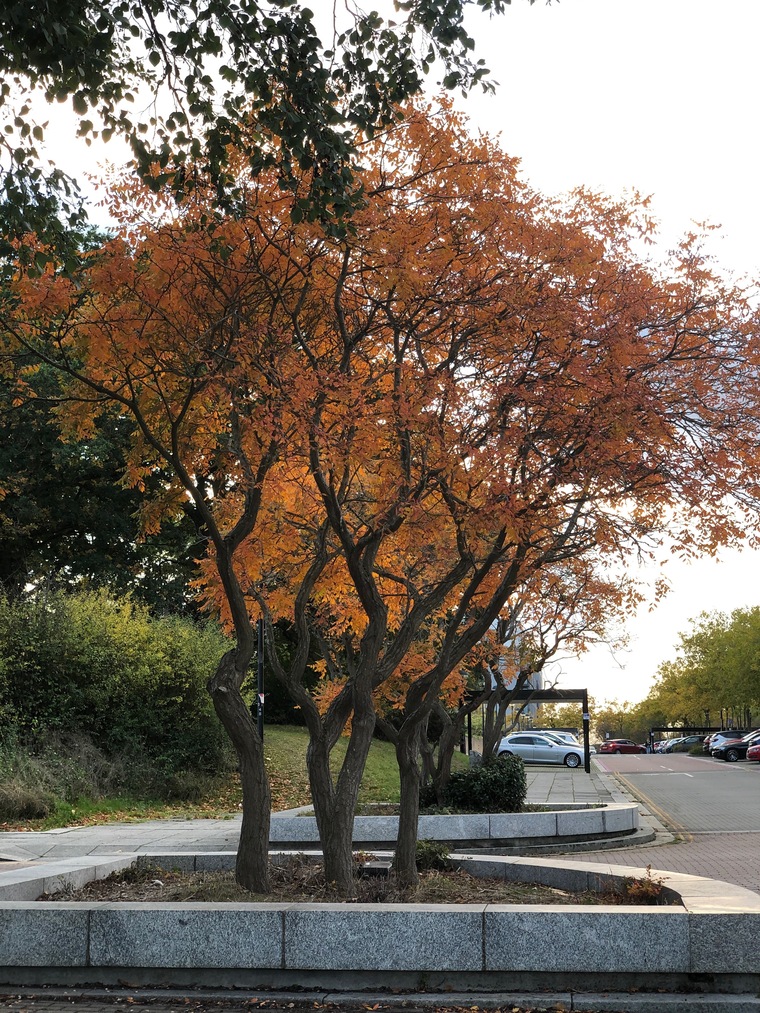 Georgya; cover image