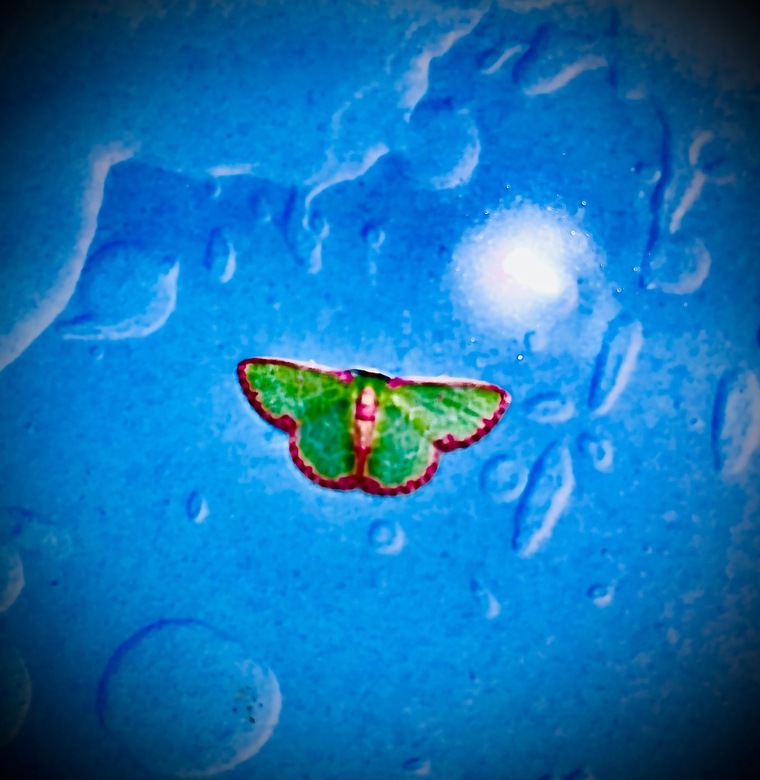 Lechugaperalta cover image