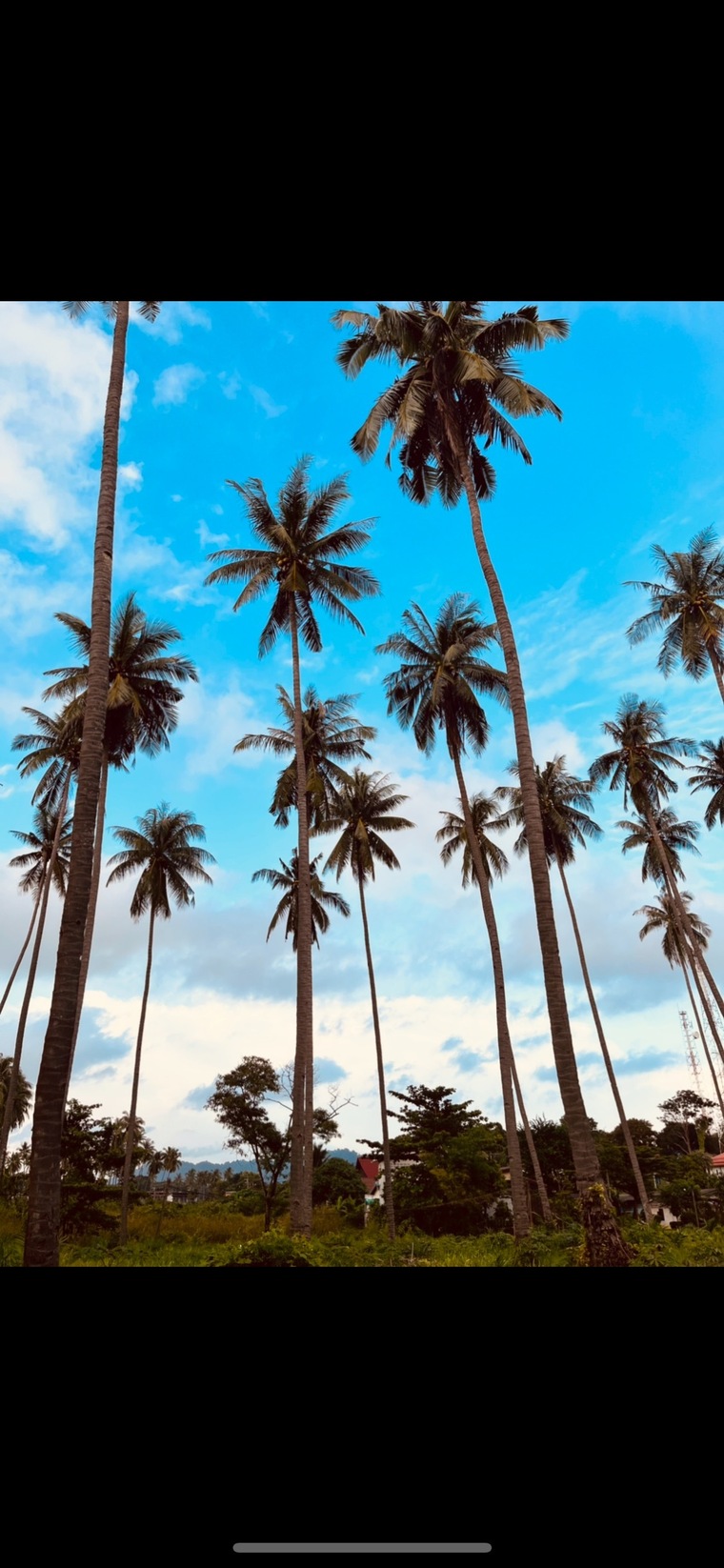 PaulaP banner image