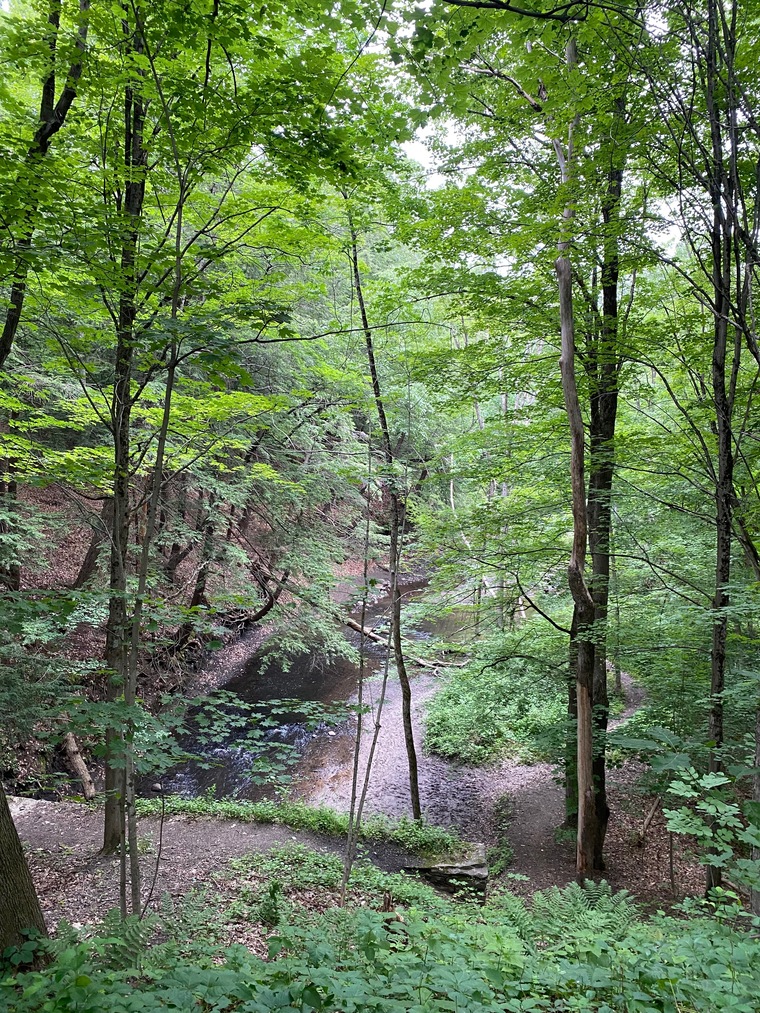 Juniper Forest banner image
