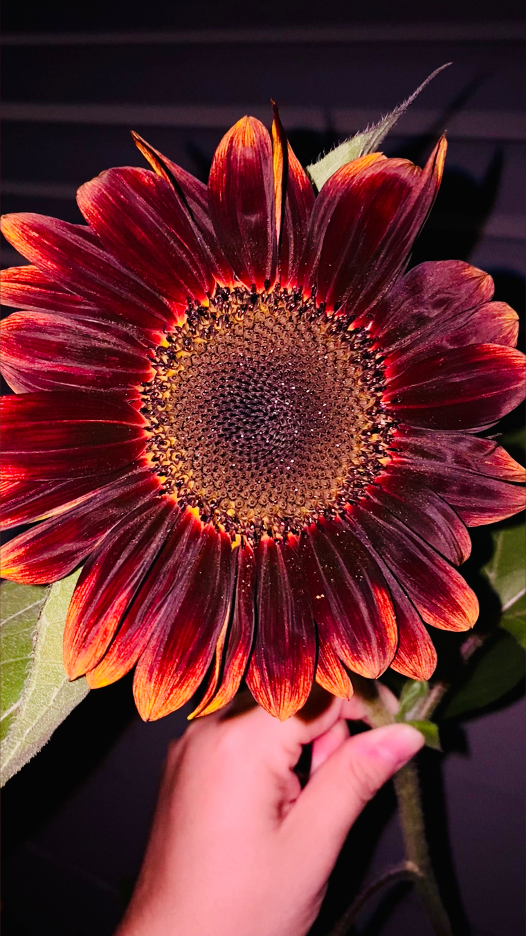 Rose cover image
