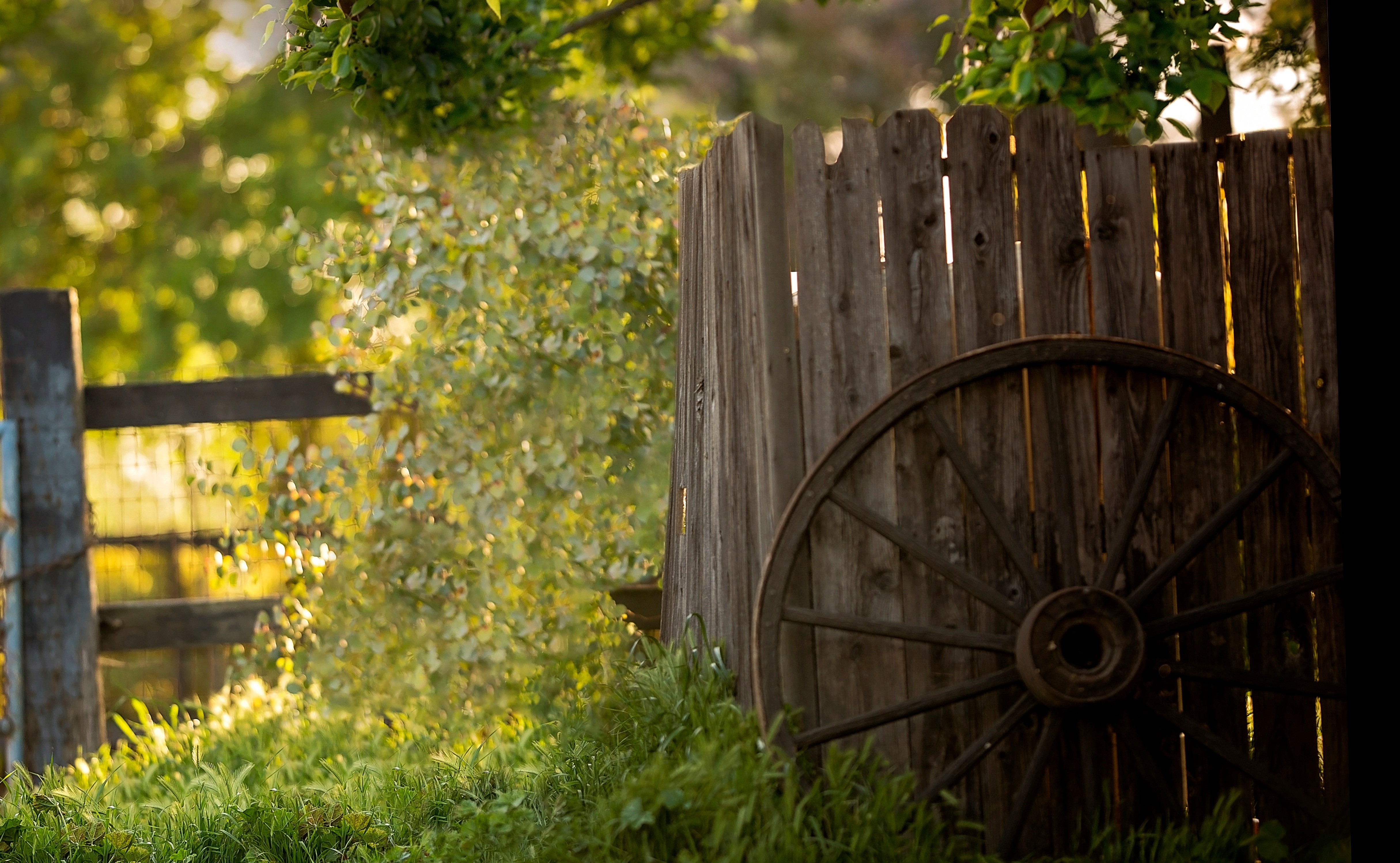 Kelly Schaaf banner image