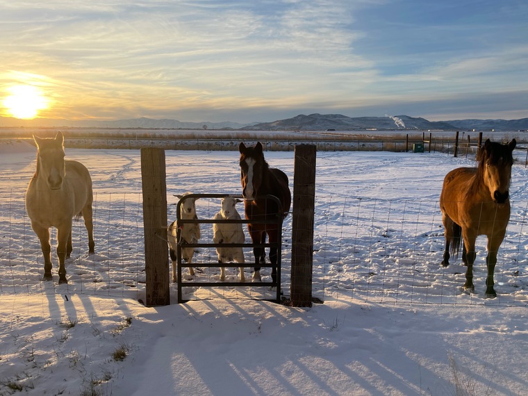 Desiree Christiansen banner image